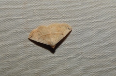 Eublemma gayneri