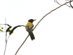 Oriolus nigripennis
