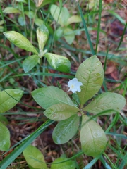 Lysimachia europaea