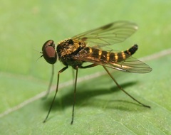 Chrysopilus fasciatus