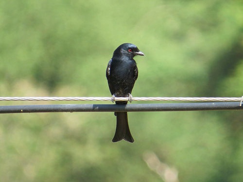 Fork-tailed Drongo