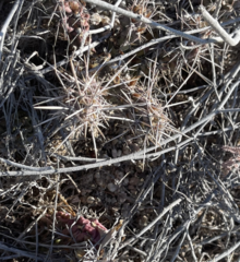 Cylindropuntia cholla