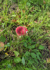 Russula paludosa