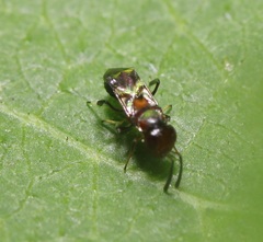 Encyrtus