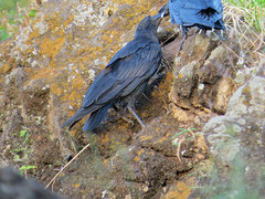 Corvus rhipidurus