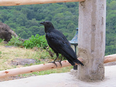 Corvus rhipidurus