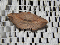 Maxera