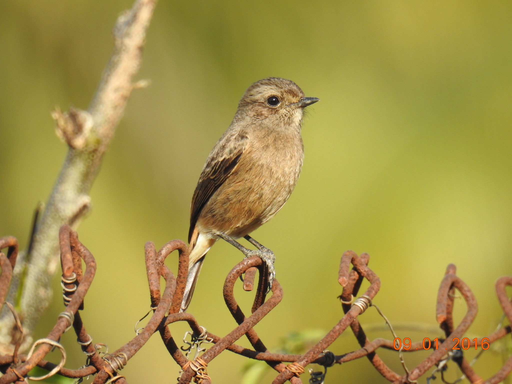 Pied Bushchat