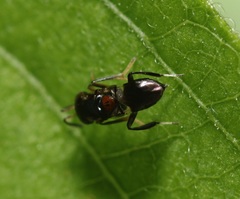 Encyrtus