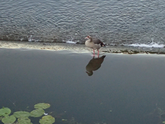 Alopochen aegyptiaca