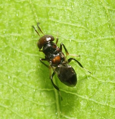 Encyrtus