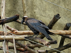Corvus crassirostris