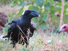 Corvus crassirostris