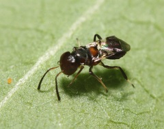 Encyrtus