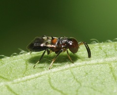 Encyrtus