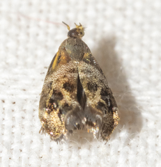 Tebenna gnaphaliella