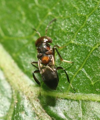 Encyrtus