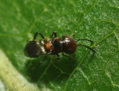Encyrtus