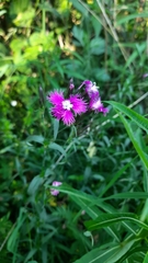 Dianthus × courtoisii