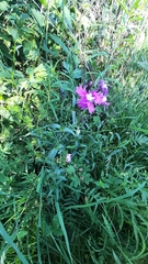 Dianthus × courtoisii