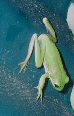 Hyla cinerea