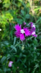 Dianthus × courtoisii