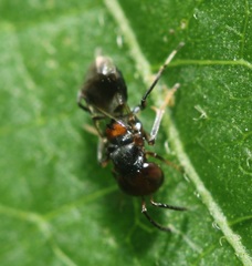 Encyrtus