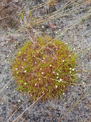 Lachnocaulon