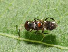 Encyrtus