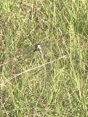 Libellula comanche