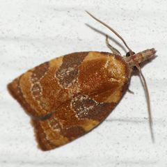Cenopis diluticostana