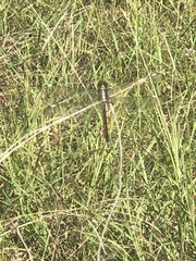 Libellula comanche