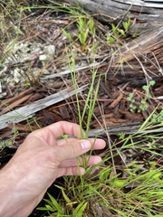 Dichanthelium fusiforme