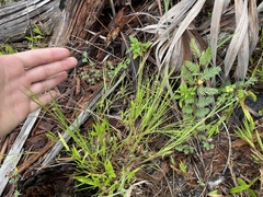 Dichanthelium fusiforme