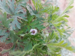 Erodium stephanianum