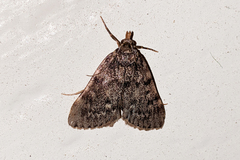 Aglossa pinguinalis