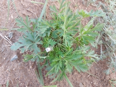 Erodium stephanianum