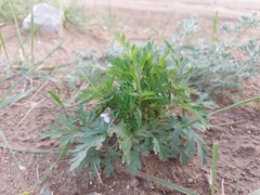 Erodium stephanianum