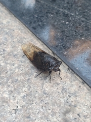 Cryptotympana mandarina