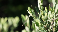 Lestes vigilax