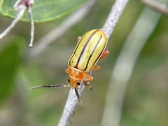 Disonycha quinquelineata