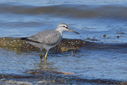 Grey-tailed Tattler