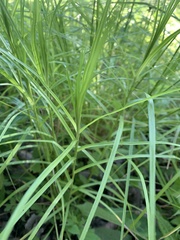 Carex muskingumensis