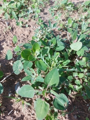 Chenopodium acuminatum