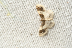 Hydrelia condensata