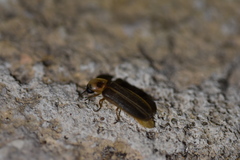 Lampyris zenkeri