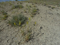 Stanleya pinnata integrifolia