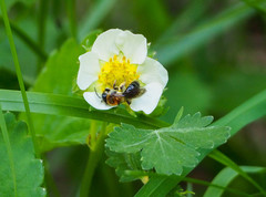 Andrena