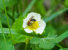 Andrena
