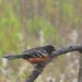 photo of Spotted Towhee (Pipilo maculatus)